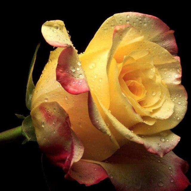 50X50CM 5D DIY Diamond Painting Flower Rose Mosaic Diamond Full Square Round Rhinestone Picture Home Decoration