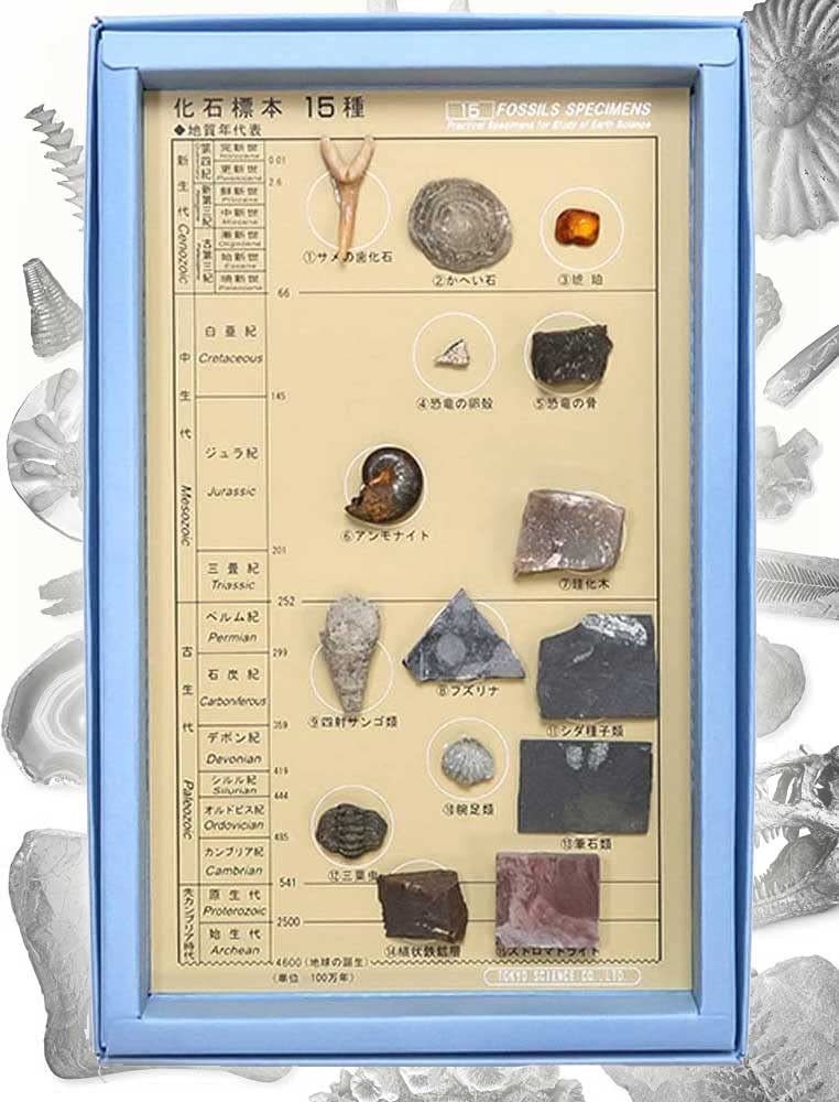 SCIENCE of 15 Fossil Specimens with Explanation Boxed of Box 130 X 200 X H15 Kaseki FOSSILS SPECIMENS 15 "Set (made Paper) Size Mm" Hyōhon