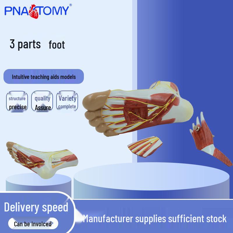 Human Foot Muscle Structure Anatomy Model - PNT-03453 23x8x12 cm