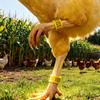 Numbered Poultry Leg Bands for Chicken Duck Identification and Farm Management Durable Plastic Reusable Leg Rings