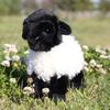 Jucărie Oaie de Pluș Păpușă Animal Umplută cu Bumbac PP Pentru Copii și Fete