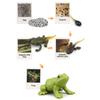 1 Box Biology Discovery Toy Realistic Frog Bee Panda Chick Butterfly Fish Plant Animal Life Cycle Learning Creative Toddler