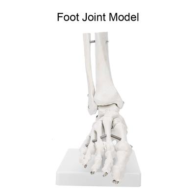 Foot Ankle Joint Model Demonstration Human Foot Teaching Model with Base