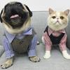 Haustier Gestreiftes Hemd Kleidung Blau Rot Mittelgroße Und Kleine Hunde Und Katzen