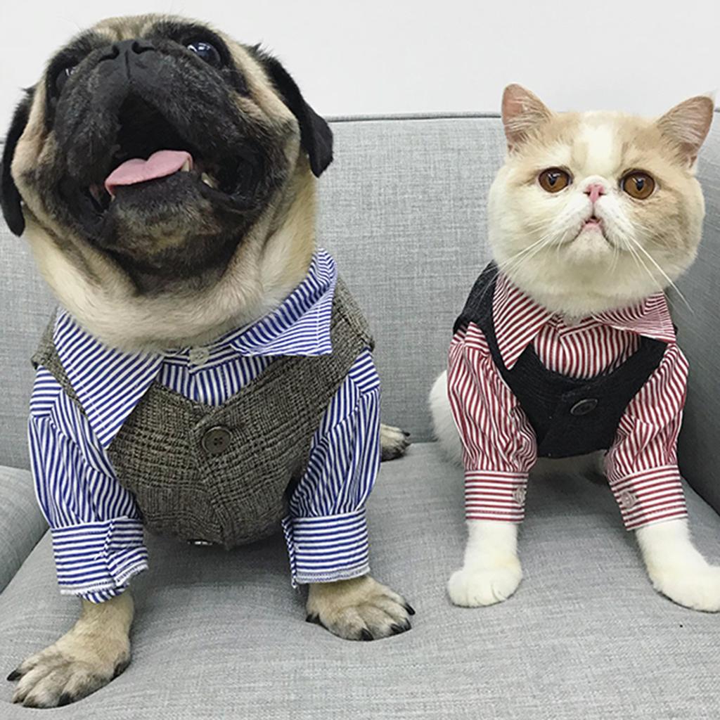 Haustier Gestreiftes Hemd Kleidung Blau Rot Mittelgroße Und Kleine Hunde Und Katzen