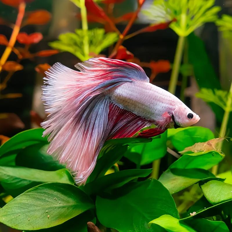 1pc Betta Leaf Hammock, Fish Bed, Fish Tank Decoration Fake Leaf, Aquarium Landscape