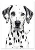 Poster Dog Dalmatian