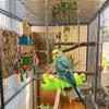 Durable Parrot Perch Stand Bite Resistant Parrot Swing Toy Birdcage Hanging Swing  Training Toy