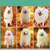 5d Diy Cute Painting Diamond Samoyed Dog Diamond Embroidery Cross Stitch Kit Full Rhinestone Mosaic Home Decor