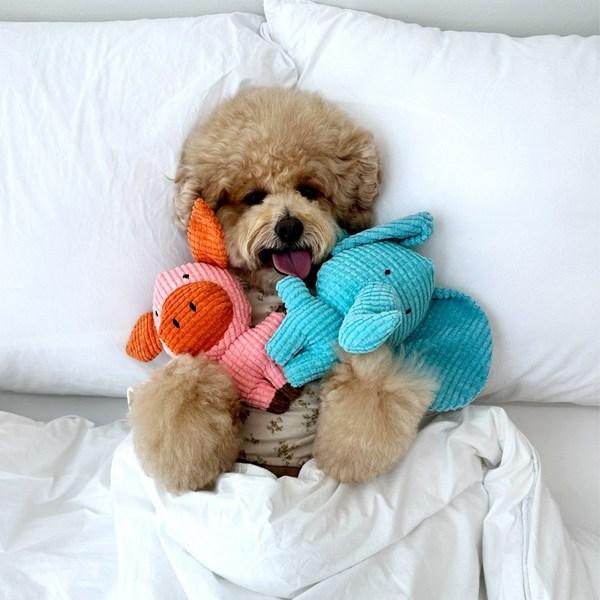 Dog Puppy Tug Play Character Squeak Set, 1 Pack