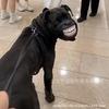 Cross-border New Funny Dog Laughing Mouth Cover, Travel Fun Decorative Mouth Cover, Party Fun
