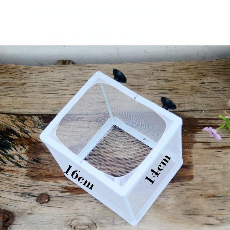 Inside The Fish Tank Fish Seedlings Are Kept In Isolation Net Breeding Box