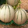 1/10pcs Watermelon Support Holder Round Plant Supports Garden Vegetable Harvest Basket Protector Climbing Rack Garden Supplies