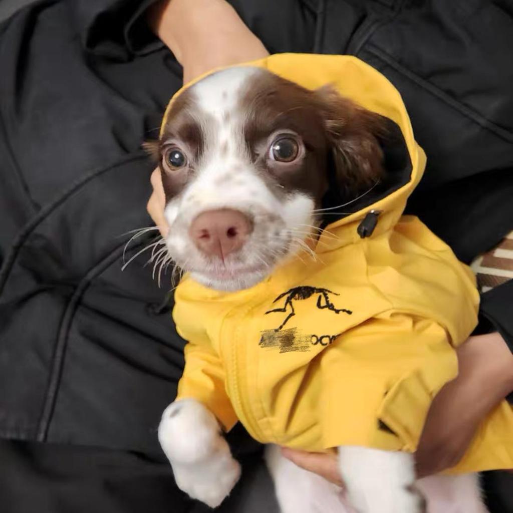 Trendy Pet Windbreaker: Warm Autumn/Winter Clothes for Small Dogs & Cats (Teddy, Bichon, Schnauzer, French Bulldog)