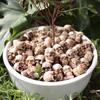 Skull Simulation Medium Set: Creative Flower Pot & Micro Landscape Paving Stone Ornaments.