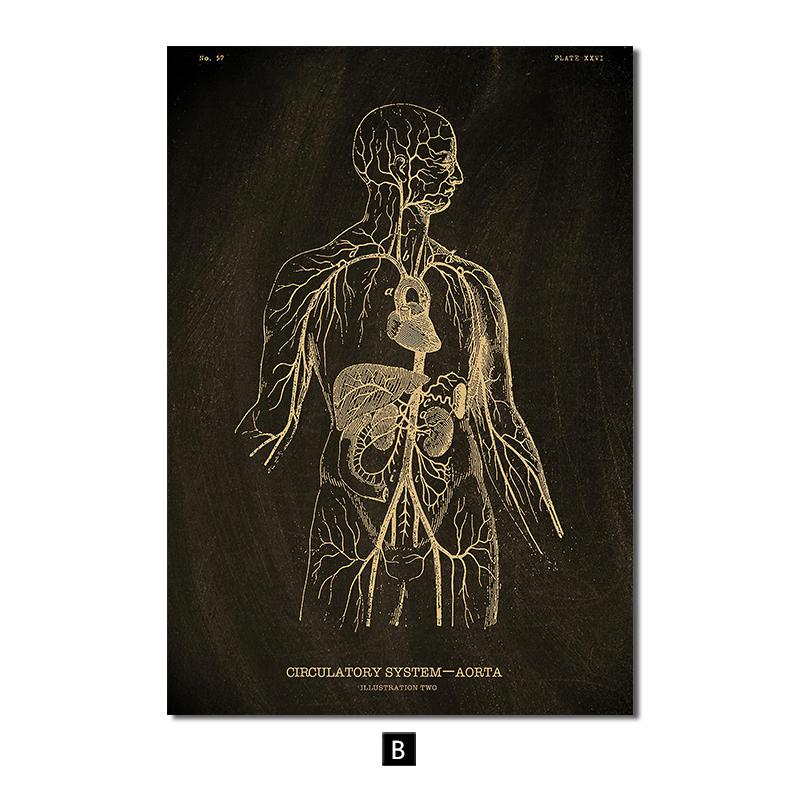 

Анатомия человека, винтажный постер, скандинавский холст, художественный принт, золотой скелет, органы, живопись, настенные панно, медицинский домашний декор A4 21x30cm No Frame