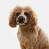 Yousheng Dog Muzzle Widened Fastener Tape Design Adjustable Breathable Anti-biting Pet Mouth Guard Pet Supplies