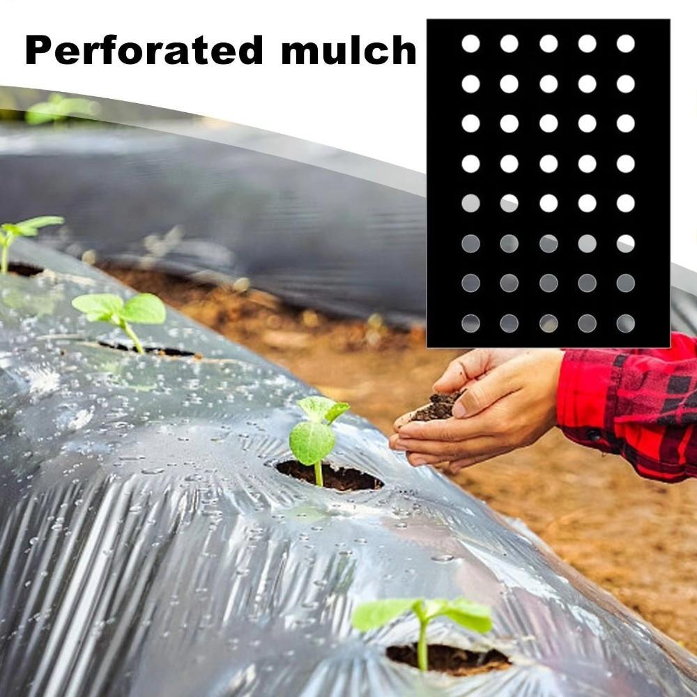 Breathable Perforated Plastic Mulch Film Pre-Punched Holes Black Weed Barrier  Disease Reduction