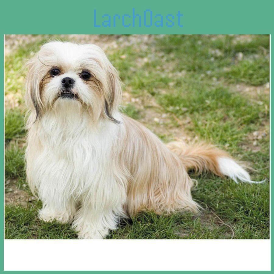 Tzu Embroidery Shih Diy Diamond Pet Dog 5d Full Round Round Drill Diamond Painting