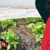 Spring Frost Agrotextile White 17 G/M2 1.1 X 5 M