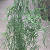 Elegant Artificial Boston Fern Vines Plastic Fake Greenery Plastic  Wedding Decor