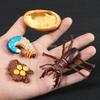 Montessori Wooden Lifelike Insect Animal Life Cycle Board Teaching Plant Animals Growth Cycle Model Set Preschool Cognitive Toy