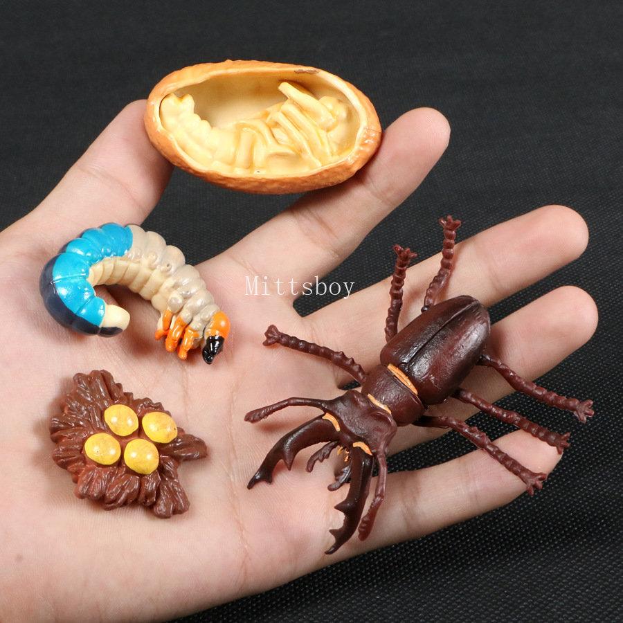 Montessori Wooden Lifelike Insect Animal Life Cycle Board Teaching Plant Animals Growth Cycle Model Set Preschool Cognitive Toy