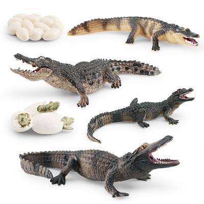 Simulated Forest Animal Crocodile Growth Cycle Chinese Alligator Growth Process Animal Model Doll Static Ornament
