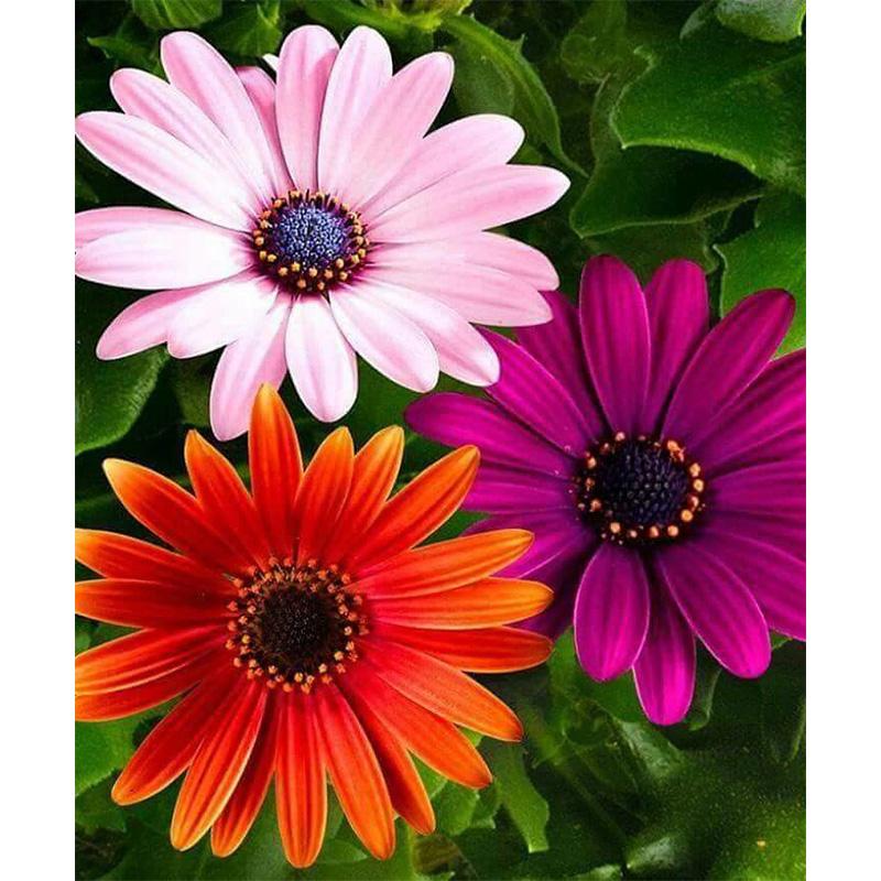 Rose DIY 5D Diamant Malerei Kreuzstich volle Runde Harz Mosaik schöne Blume Diamant Stickerei Strass Home Decor