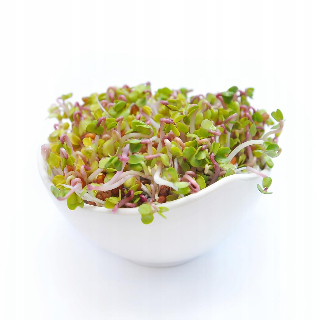 Rzodkiewka China Rose - Nasiona Na Kiełki 100g