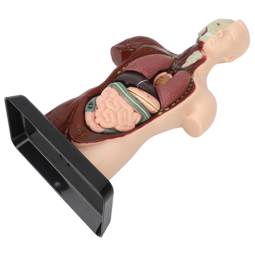 Human Body Model Detachable Simulation Unisex Human Torso Model for Teaching Study Students