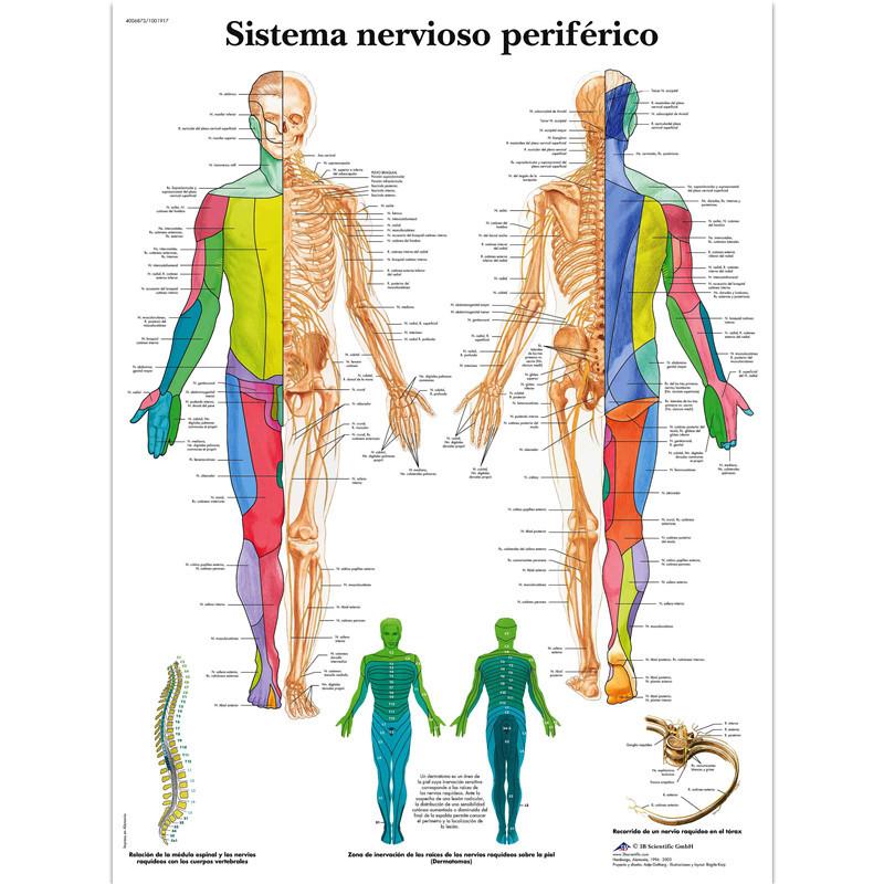Anatomical Muscular System Poster Human Body Anatomy Chart Medical Educational Canvas for School Decor