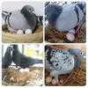 10 pièces Œufs de Pigeon Artificiels Remplis Plastique Simulation Pour Éclosion Élevage Fournitures Œufs Artificiels pour Pigeons Voyageurs Élevage Fournitures