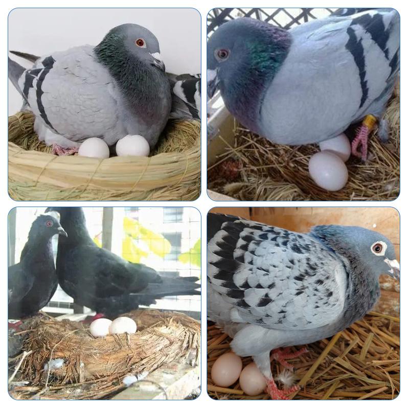 10 pièces Œufs de Pigeon Artificiels Remplis Plastique Simulation Pour Éclosion Élevage Fournitures Œufs Artificiels pour Pigeons Voyageurs Élevage Fournitures
