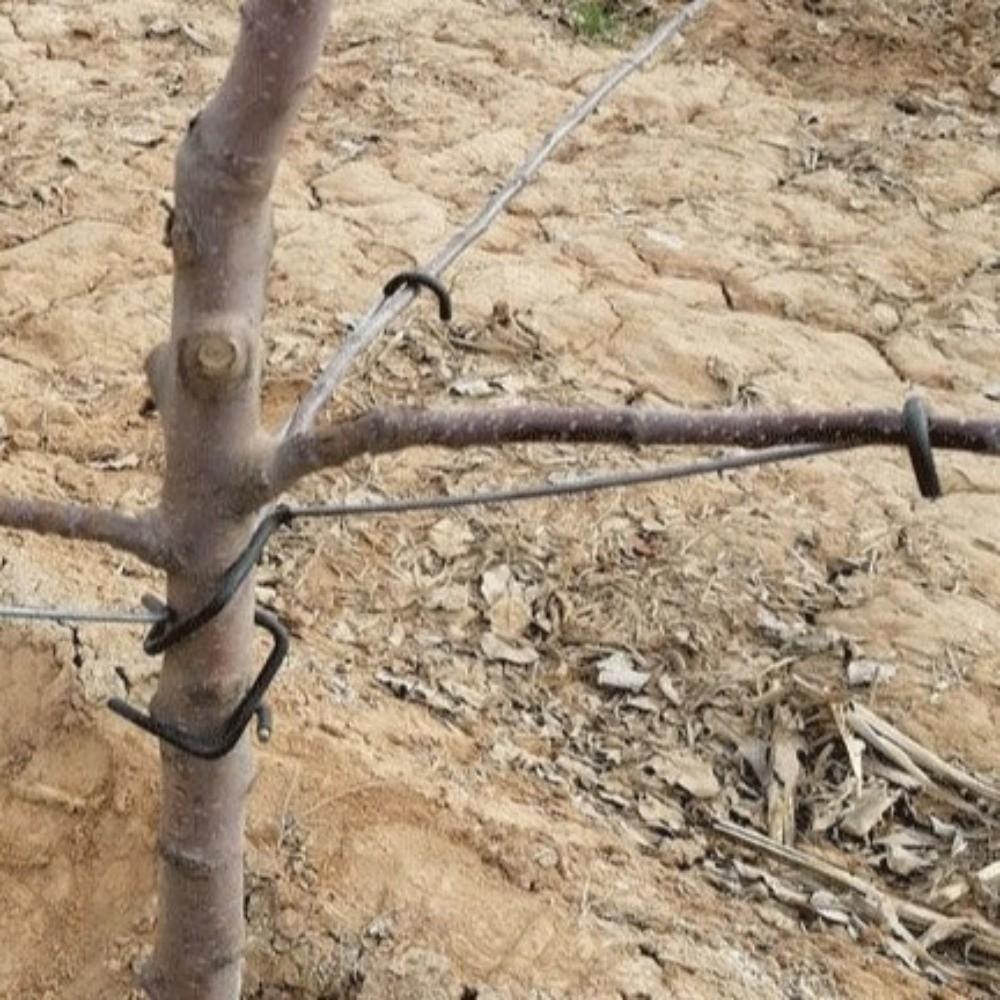 10Pcs Anti-Slip Fruit Tree Branch Puller High-Strength Branch Shaping Device  Tree Sapling