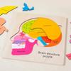Wooden puzzle game for toddler Human Brain Anatomy structure Brain Parts Matching Homeschool Activity Kids Science Game