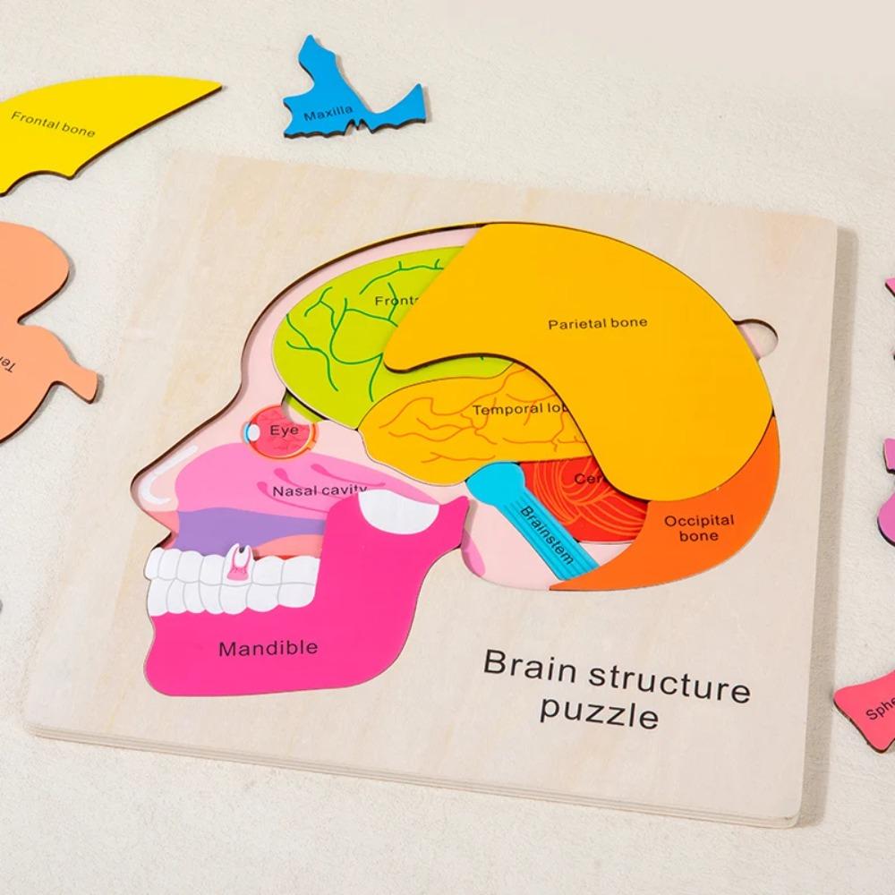 Wooden puzzle game for toddler Human Brain Anatomy structure Brain Parts Matching Homeschool Activity Kids Science Game