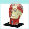 Modelo Intricado de Crânio Humano 4D com Anatomia do Cérebro para Ciência Médica e Educação Escolar