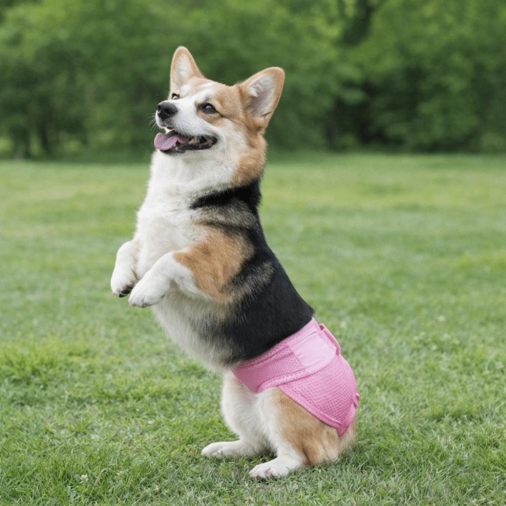 Breathable Mesh Dogs Diaper High-Absorbency Anti-Leak Pet Physiological Pants Adjustable Comfort Fit Pet Menstrual Panties