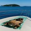 Coole Capybara Pool-Vibe Schnelltrocknendes Badetuch Mikrofaser Strandtuch leicht Gewicht Schwimmen Camping Yoga Strand Out