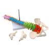 Colored Flexible Spine Anatomical Mode Life Size Human Spine With Pelvis Femur 45cm With Stand
