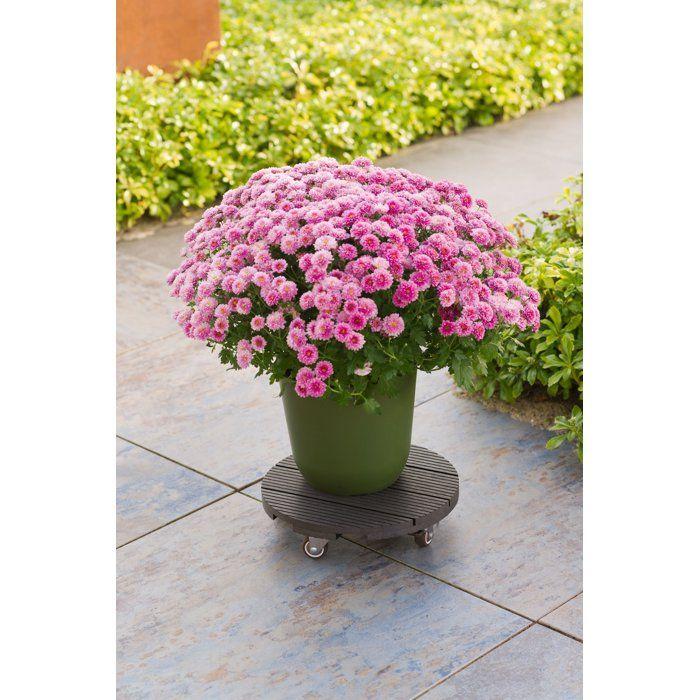 Supporto per vaso su ruote - NATURE - WPC H7,5 x Ø30 cm - 4 ruote - Antracite