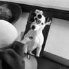 Jack Russell Terrier Dog Case For OnePlus Nord N10 N20 N30 Nord 2T CE 3 2 Lite OnePlus 11 8 9 10 Pro 8T 9R 10T Coque