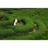 High Quality Carbon Baked Tie Guan Yin Oolong Tea 250g Natural Herbal Detox Drink