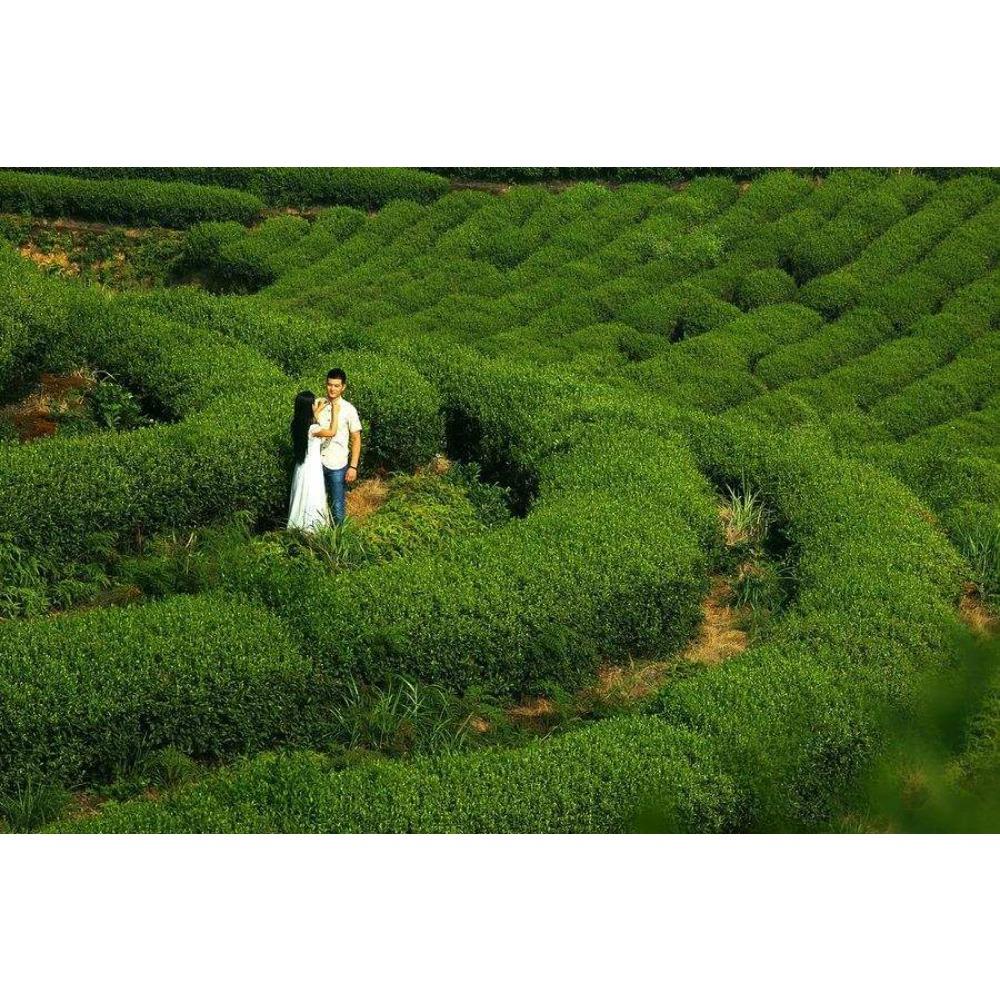 High Quality Carbon Baked Tie Guan Yin Oolong Tea 250g Natural Herbal Detox Drink