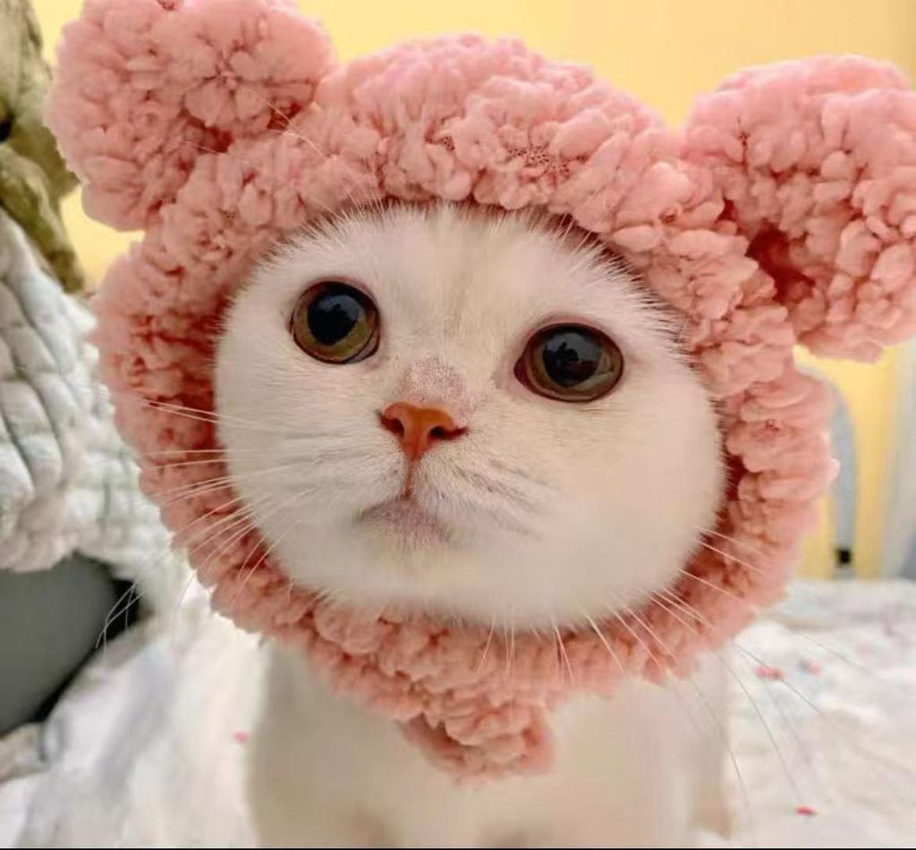 Four Seasons Pet Hat Bear Plush Hood British Short Cute Ears Cat Small Dog Funny Headgear Photo