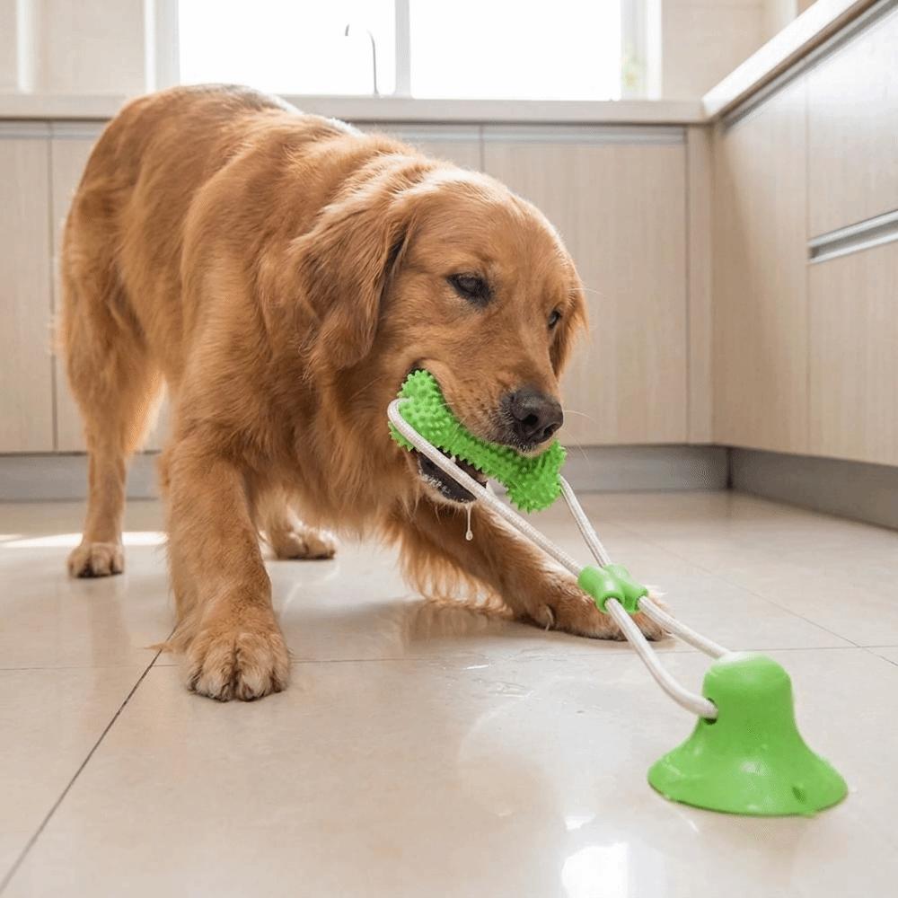 Bite Resistant Puppy Chew Toy Suction Cup Pet Molar Bite Toy Pet Interactive Toys  Pet Supplies
