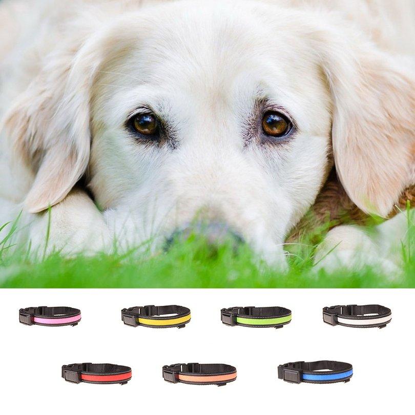 solar powered dog collar light