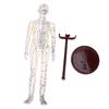 52cm Acupuncture Model 360 Degree Rotatable Arms Acupoint Body Model for Student Teaching Demonstration White Men