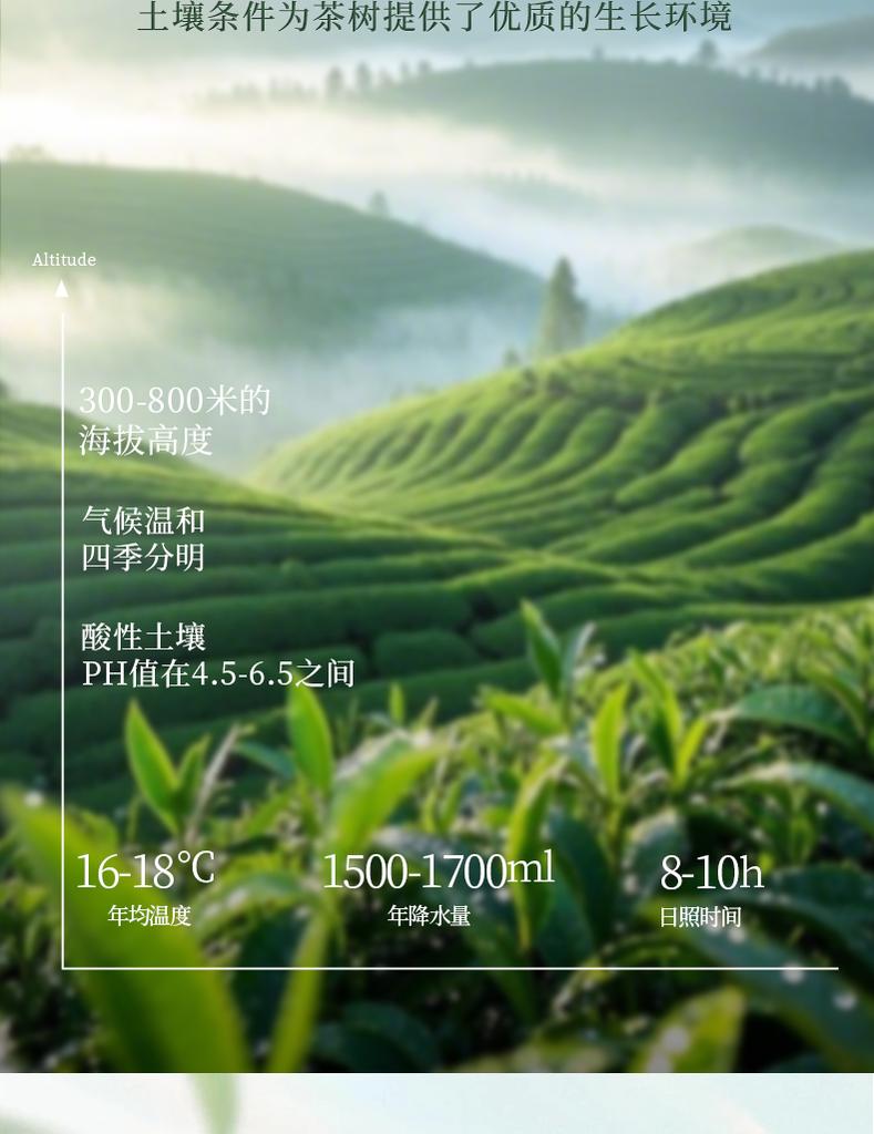 Premium Mingqian Biluochun Green Tea New Tea Xinyang Maojian Bean Fragrance Longjing Spring Tea Ceramic Gift Box Gift for Elders